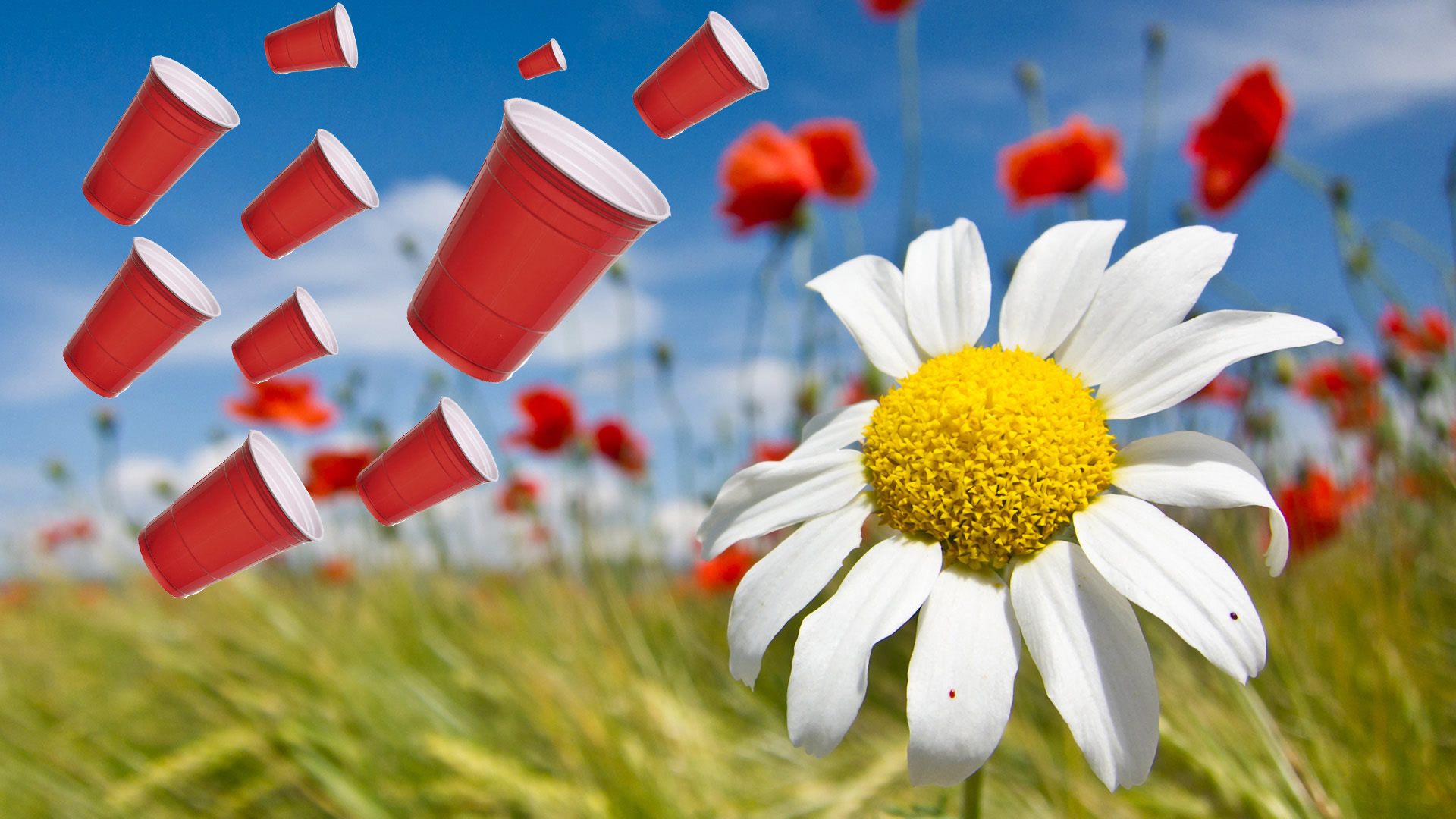 Die Cups vermehren sich wie die Kanickel
